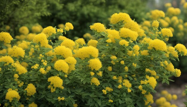 Photo un buisson avec des fleurs jaunes qui fleurissent