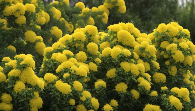 un buisson avec des fleurs jaunes