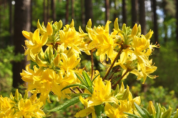 Buisson de fleurs de rhododendron jaune