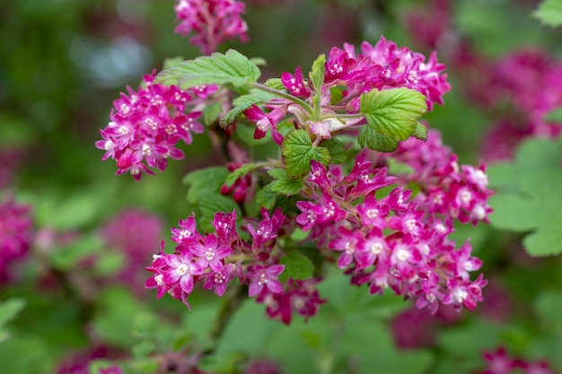 Photo un buisson à fleurs roses et feuilles vertes