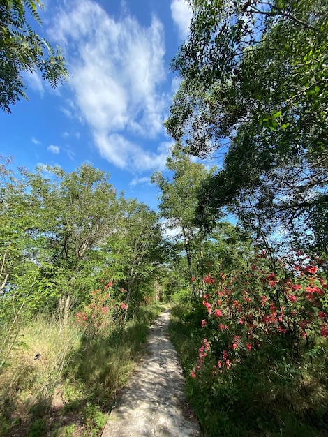 un buisson à fleurs rouges sous un ciel bleu clair