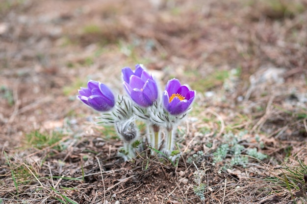 Photo un buisson de fleurs violettes de printemps gros plan. fleur de pasque orientale dans la nature.