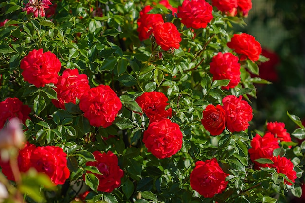 Buisson de fond de roses rouges