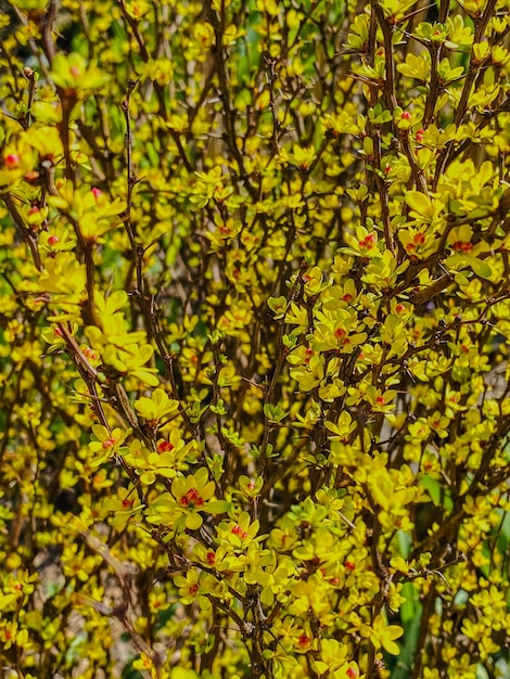 Un buisson de forsythia en fleurs en gros plan au printemps