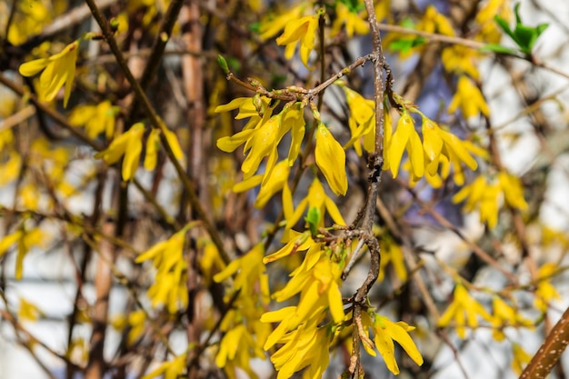 Buisson de forsythia en fleurs jaunes dans un jardin