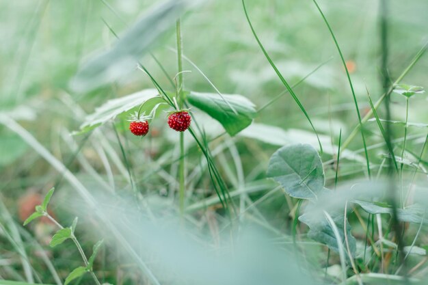 Un buisson de fraise des bois flou avec deux savoureuses baies rouges mûres et des feuilles vertes poussent dans l'herbe verte dans une prairie sauvage par une journée d'été ensoleillée. Fond organique. Espace de copie. Macro. Fermer. Mise au point sélective.