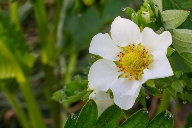 Buisson de fraise en fleurs dans le jardin au printemps