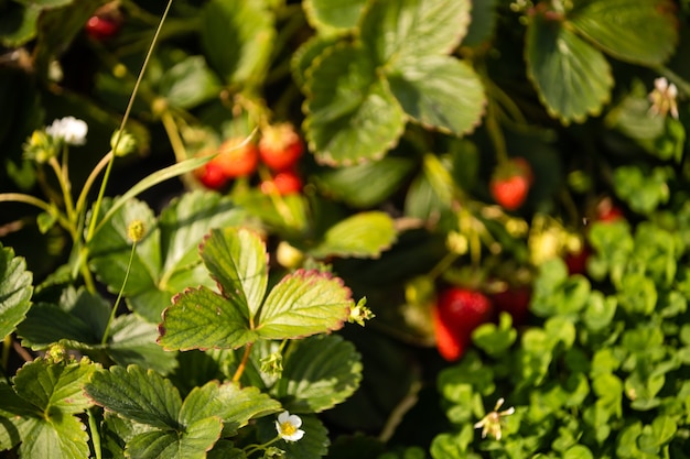 buisson de fraise rouge fraîche