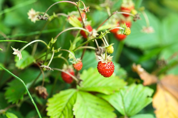 Buisson de fraise sauvage dans une forêt