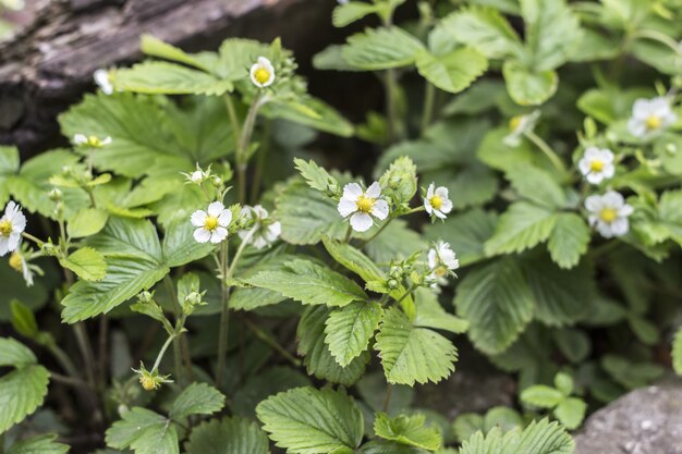 Buisson de fraises. Fermer. fleurs de fraise