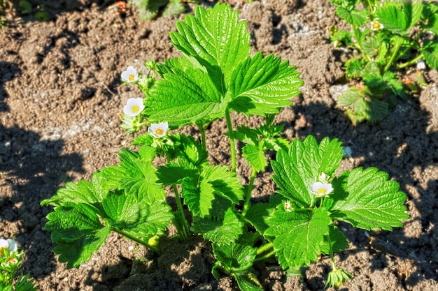 Buisson de fraises. Fermer.