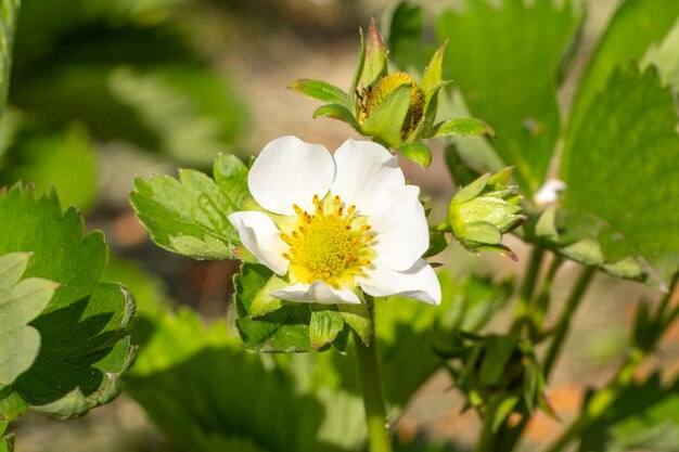 Un buisson de fraises en fleurs dans le jardin