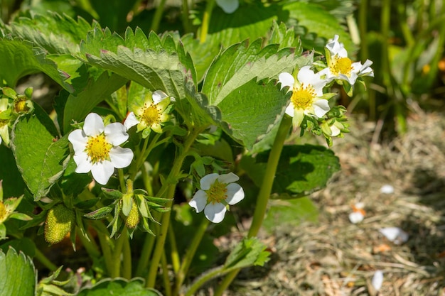 Un buisson de fraises en fleurs dans le jardin