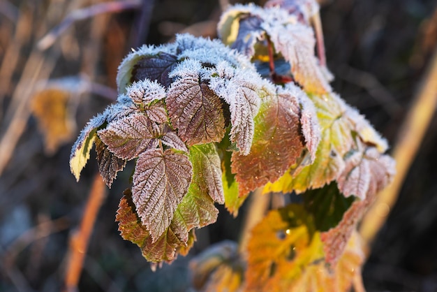 Buisson de framboise couvert de givre avec des feuilles blanches mise au point sélective