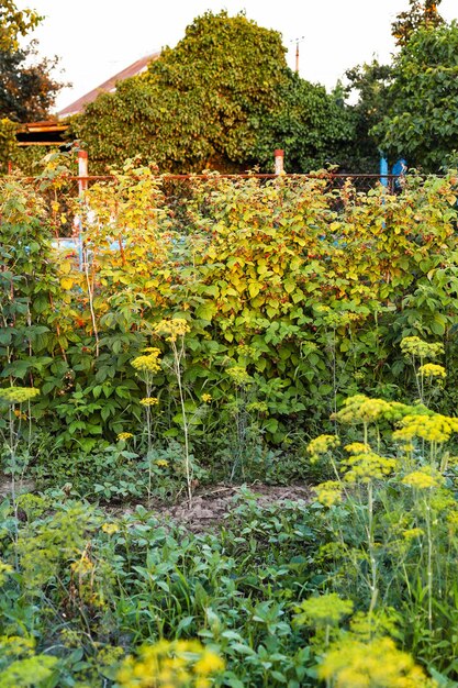 Photo buisson de framboise dans le jardin rural en soirée d'été