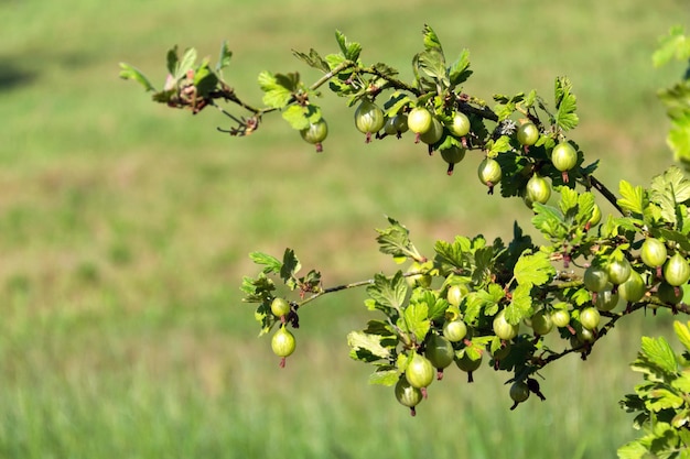 Buisson de fruits de groseille verte Ribes uvacrispa dans le jardin