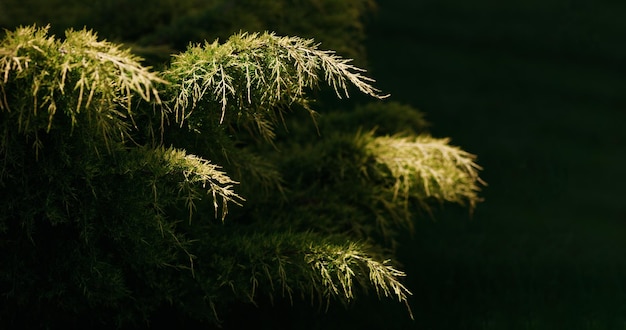 Photo buisson de genévrier dans le parc avec des ombres noires