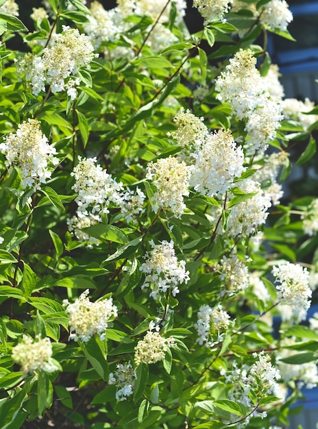 Buisson d'hortensia blanc avec des fleurs