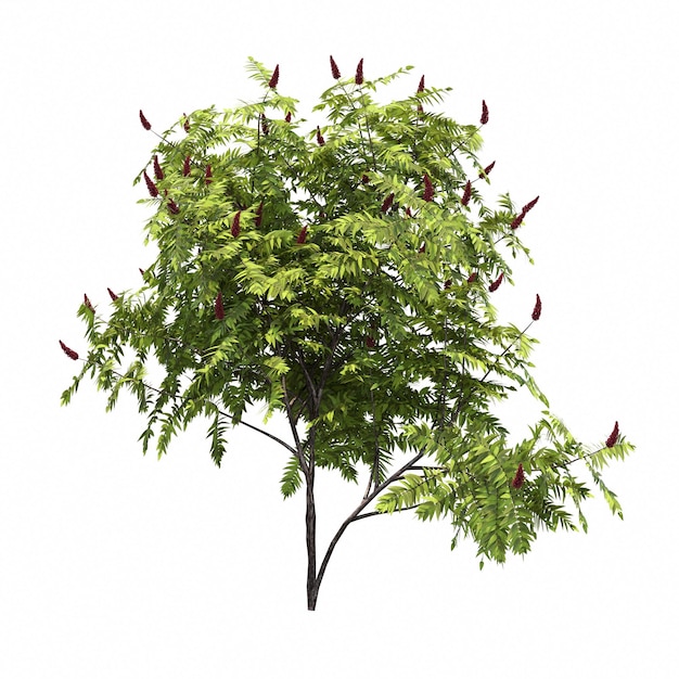 buisson isolé sur fond blanc, illustration 3D, rendu cg