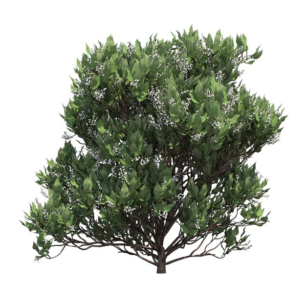 buisson isolé sur fond blanc, illustration 3D, rendu cg