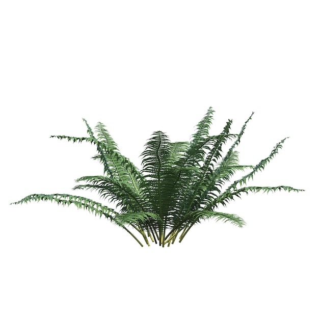 buisson isolé sur fond blanc, illustration 3D, rendu cg