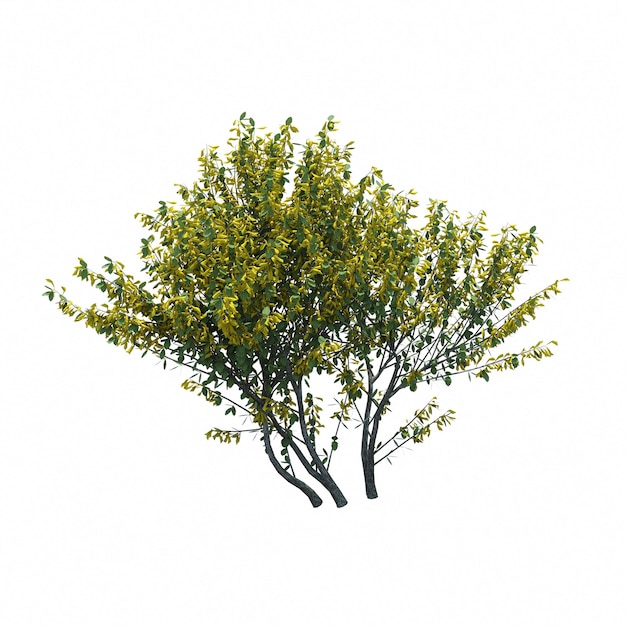 buisson isolé sur fond blanc, illustration 3D, rendu cg