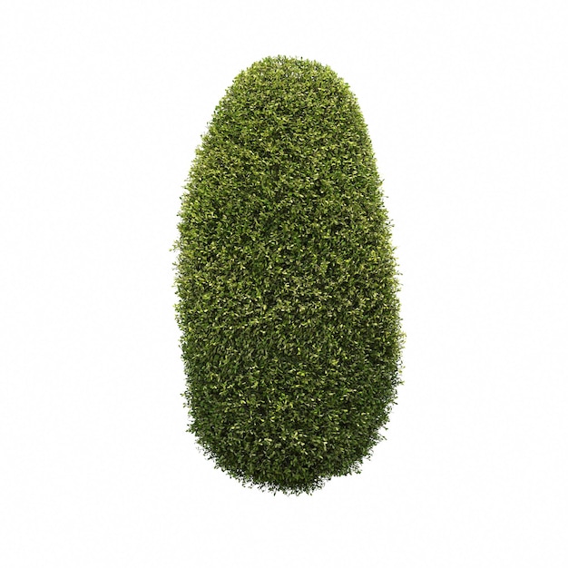 buisson isolé sur fond blanc, illustration 3D, rendu cg