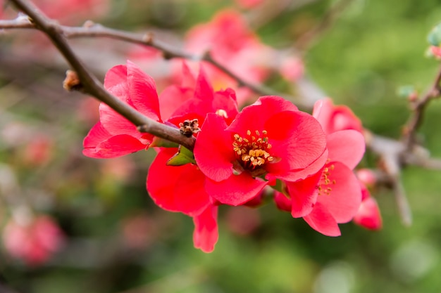 Buisson de jardin avec des branches en fleurs rose et rouge