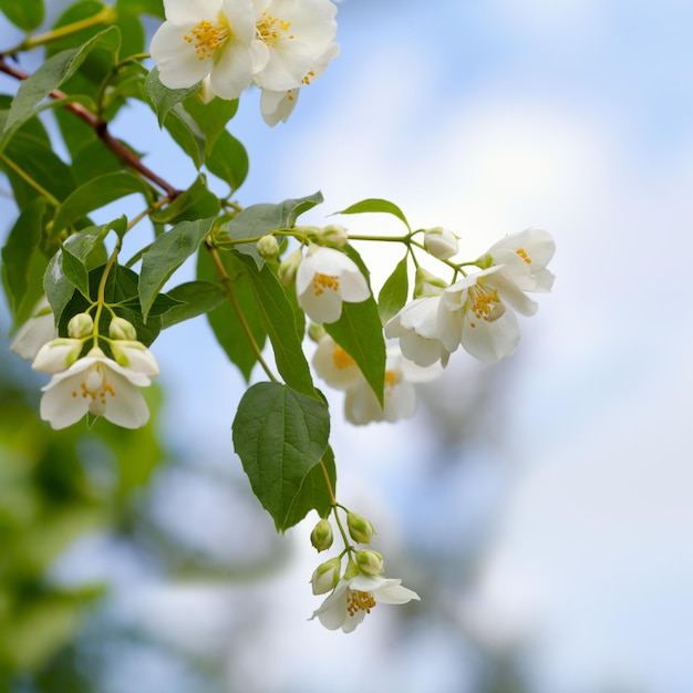 Buisson de jasmin en fleurs contre le ciel