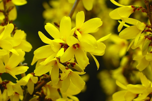 Buisson jaune