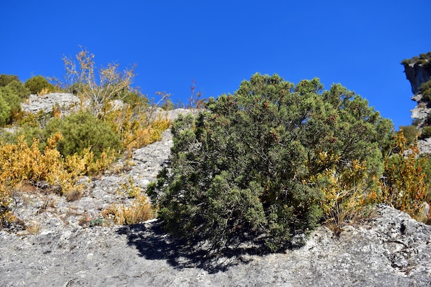 Un buisson de Juniperus phoenicea avec des fruits poussant sur des rochers