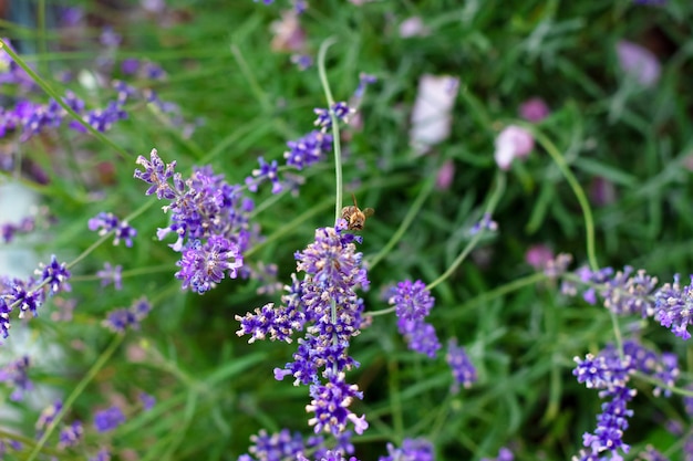 Buisson de lavande dans le jardin d'été