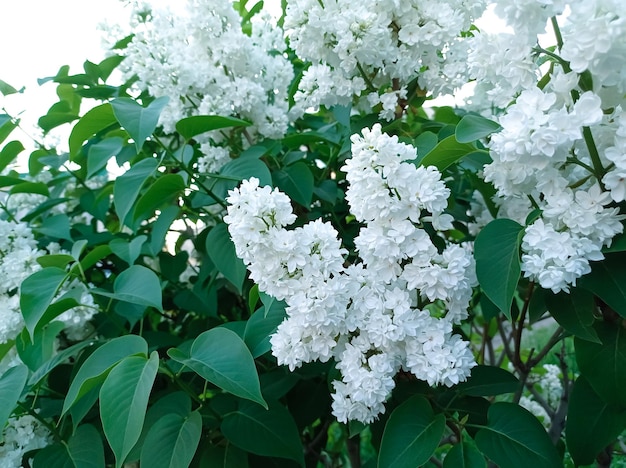 Buisson Lilas Blanc En Fleur