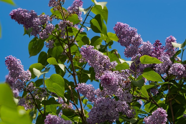 Un buisson de lilas fleurit au printemps.