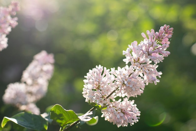 buisson de lilas en fleurs sur fond vert