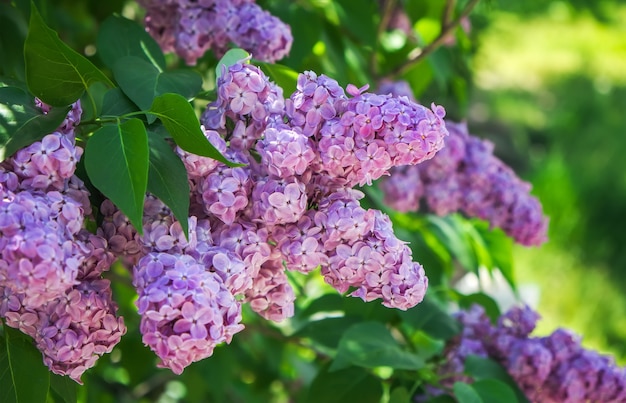 Buisson lilas pourpre fleurissant en mai