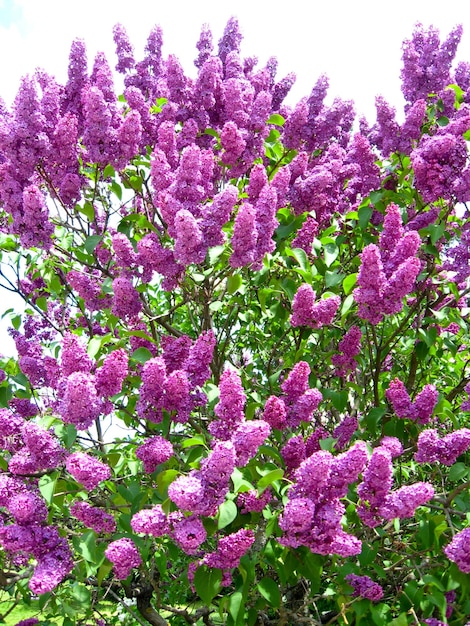 Buisson d'un lilas