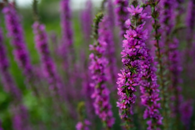 Buisson luxuriant avec de belles fleurs de lavande à la ferme