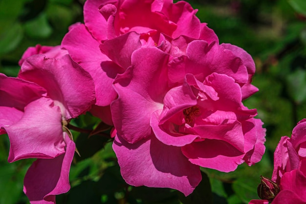 Photo buisson luxuriant de roses roses après la pluie belles fleurs en fleurs le jour d'été ensoleillé concept d'aménagement paysager de fleuristerie de jardinage pour les couvertures de cartes postales