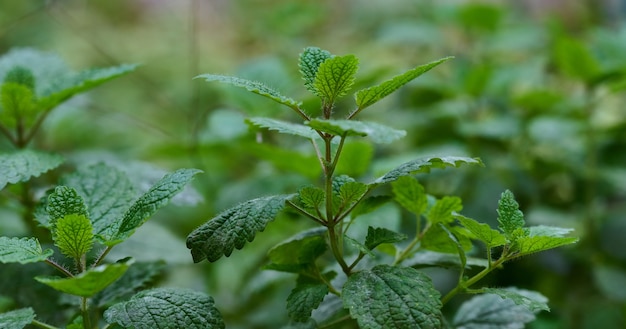 Buisson de menthe aux feuilles vertes poussant dans le jardin, épice