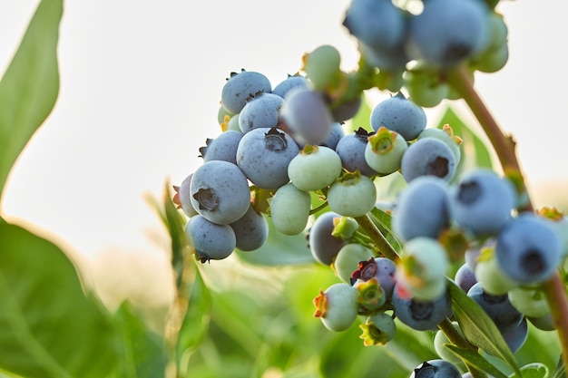 Buisson de myrtille au coucher du soleil, mûr biologique avec des baies succulentes, juste prêt à cueillir