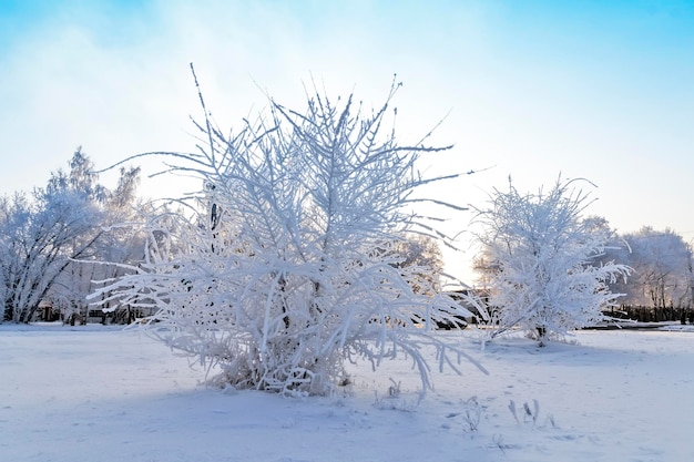 Buisson de neige dans le parc d'hiver. Beau paysage d'hiver propre. Buissons couverts de neige. La première chute de neige. Les branches d'arbustes en gelée. Parc public après de fortes chutes de neige en hiver