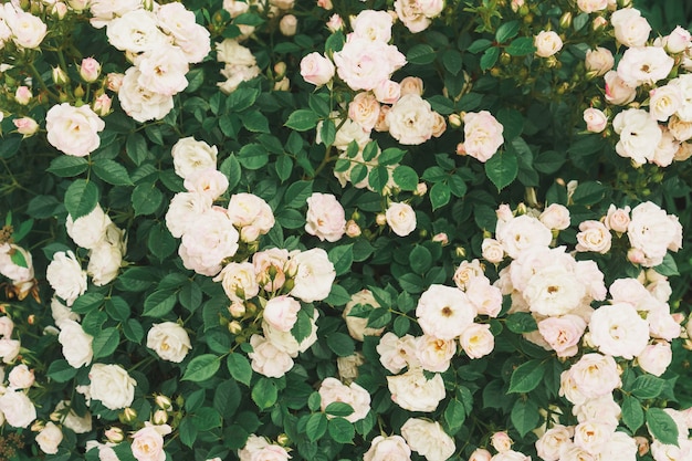 Un buisson avec de nombreuses petites roses roses en gros plan dans le jardin. Des rosiers roses fleurissent sur la route. Mise au point sélective