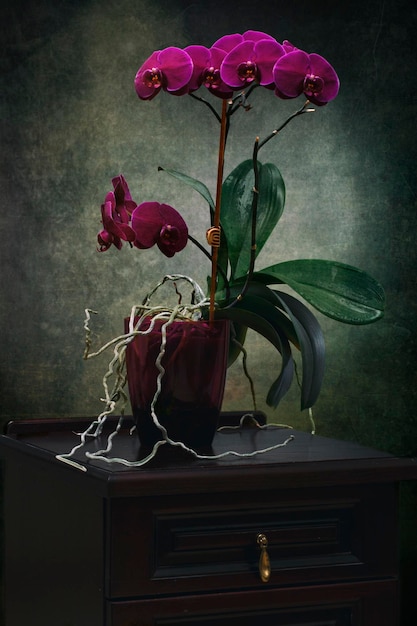 Un buisson d'orchidées Phalaenopsis dans un pot sur un fond sombre