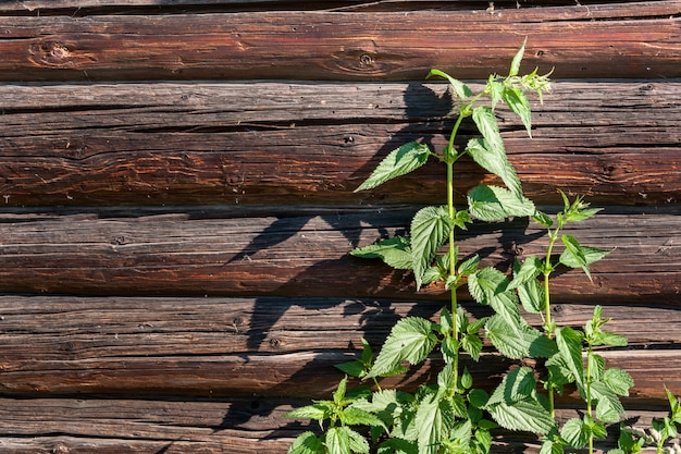 Un Buisson D'ortie Verte Sur Un Mur En Rondins De Bois.