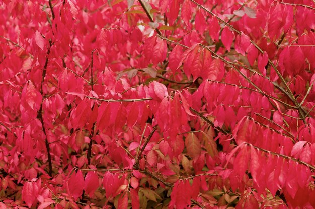 Le buisson à petites feuilles