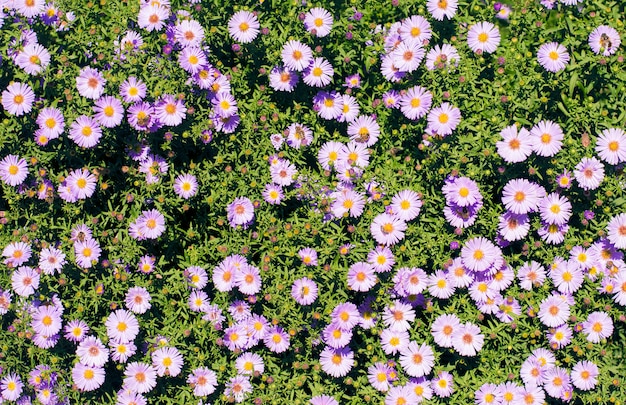 Buisson de petites fleurs violettes