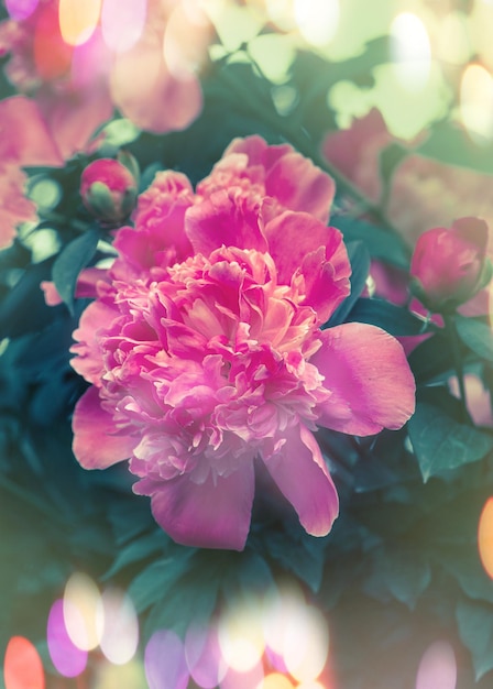 Buisson de pivoine en fleurs avec des fleurs roses dans le jardin