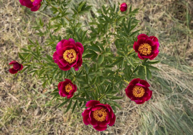 Un buisson de pivoines rouges