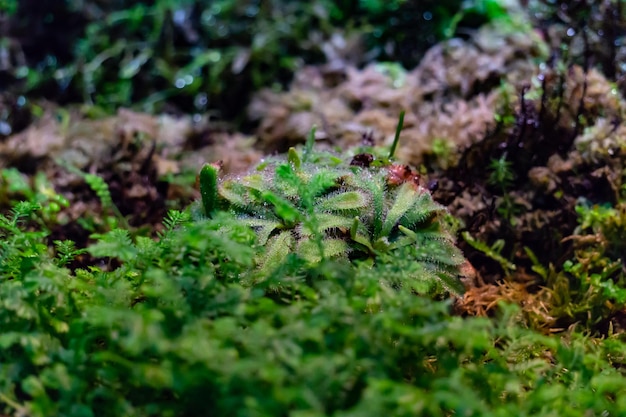 Un buisson de plante carnivore Venus flytrap